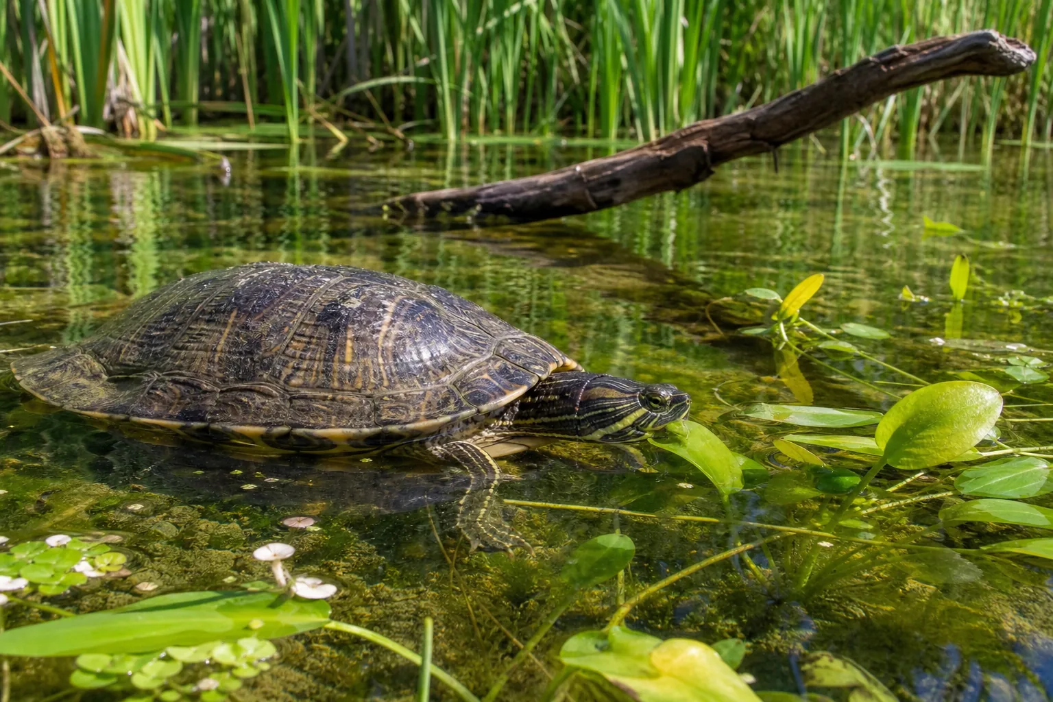 Tartaruga d'acqua che esplora la vegetazione acquatica