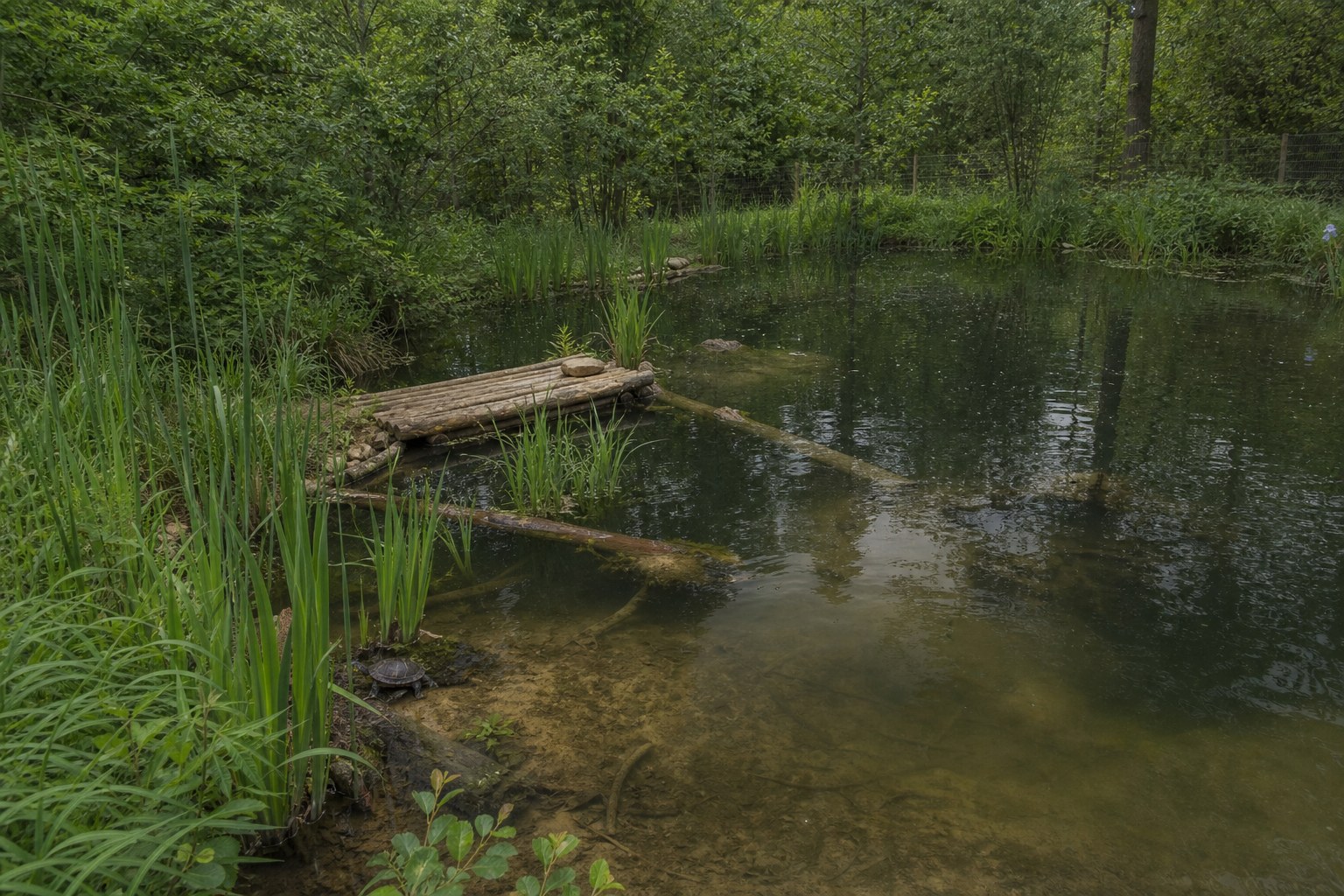 Laghetto semi-naturale recintato con rive graduali, canneto, tronchi sommersi e zona emersa in legno
