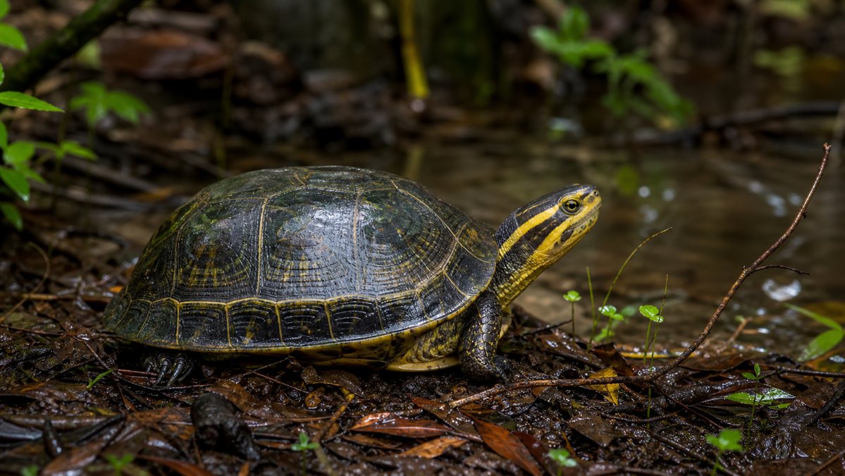 Immagine illustrativa di tartaruga scatola asiatica Cuora amboinensis