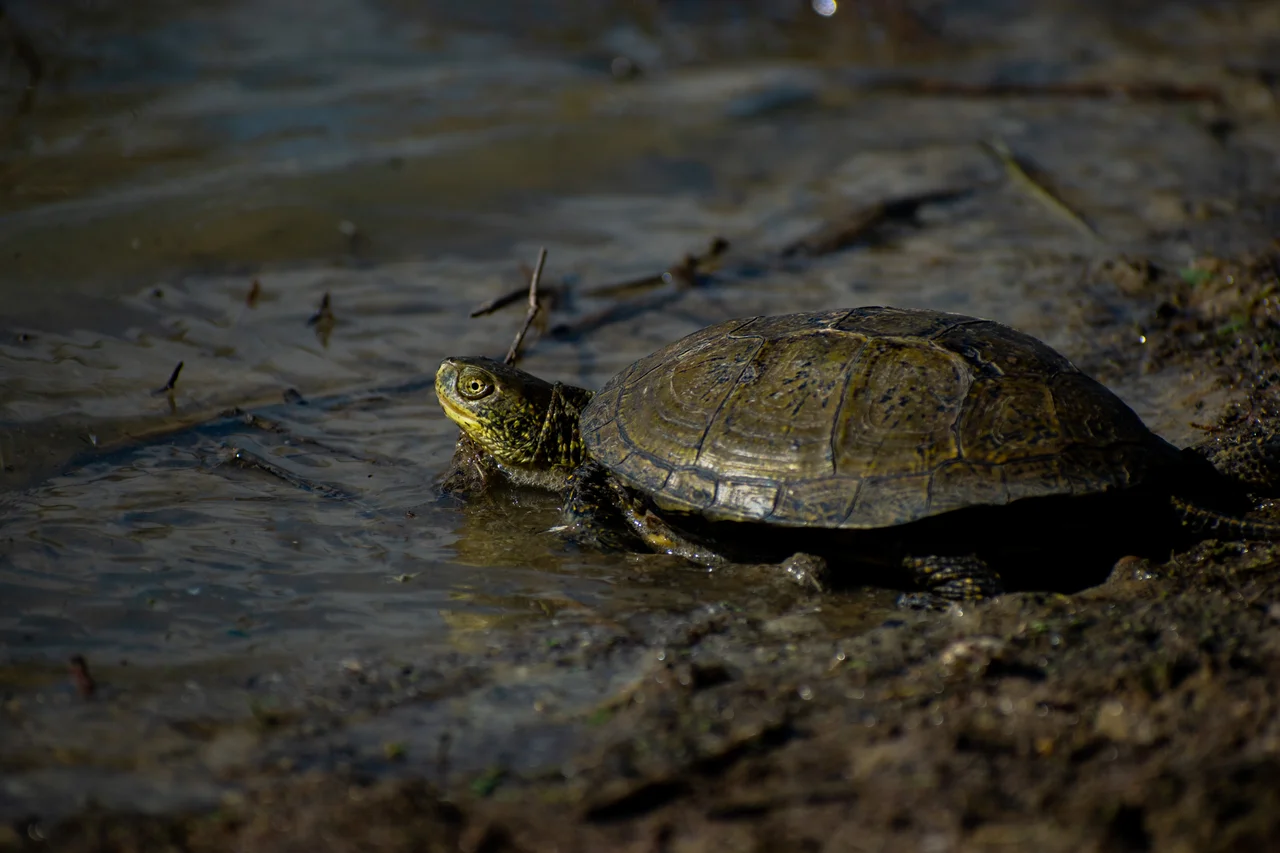 Emys trinacris sulla riva fangosa, con la testa rivolta verso l'acqua