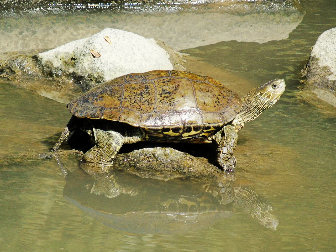 Mauremys caspica su una pietra affiorante, con collo striato disteso