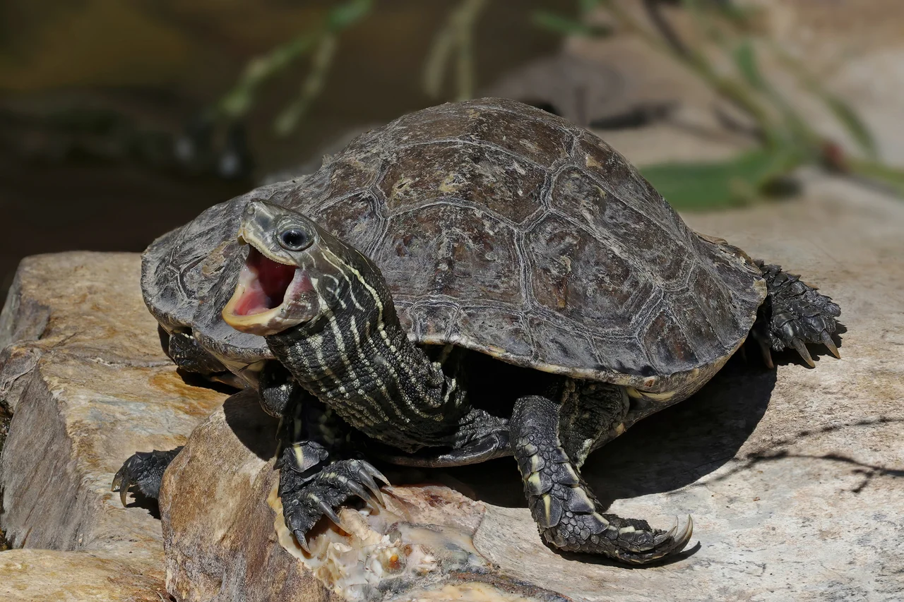 Mauremys rivulata su una roccia, con striature chiare sul collo e bocca aperta